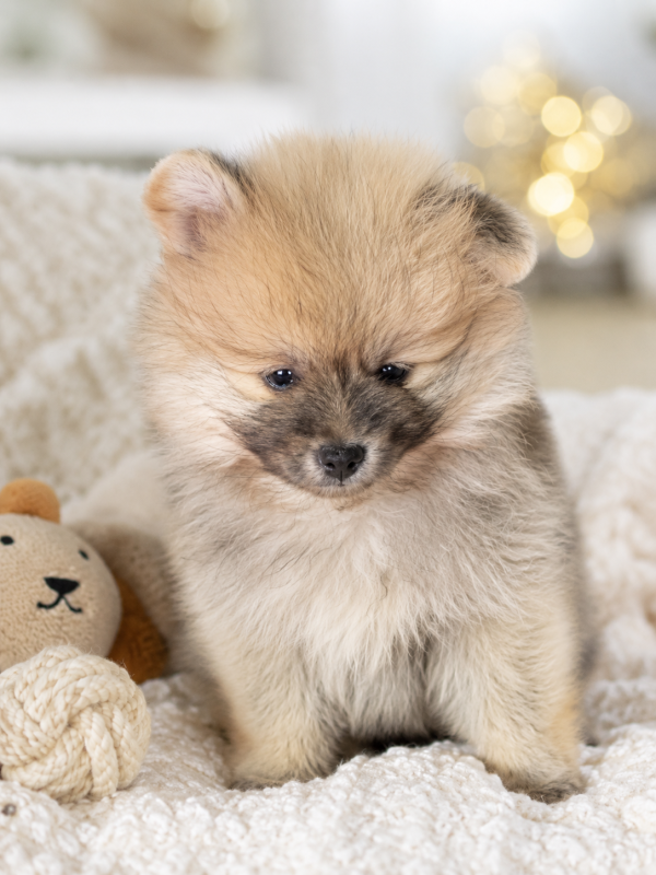 newpuppy3